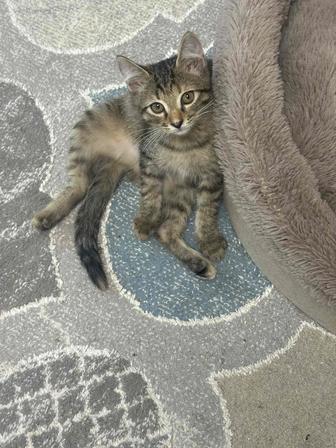 Котята шпротики в добрые руки