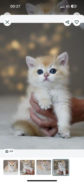 Шиншила Британец