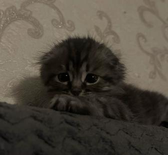 котенок