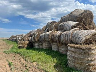 Продам силос кукурузный, сено суданка