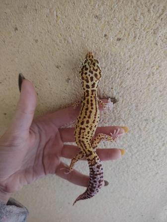 Ручные эублефары