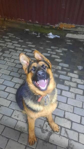 Продается овчарка кобель