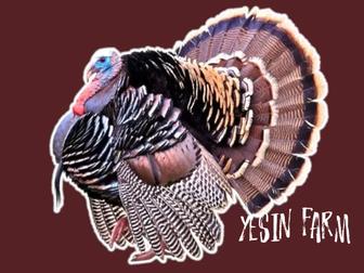 Бронза 708 инкубационные яйца индюков крепкий молодняк