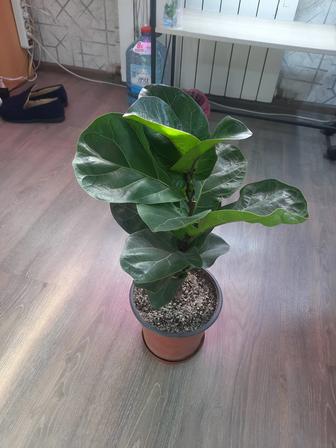 Фикус Лирата Бамбино