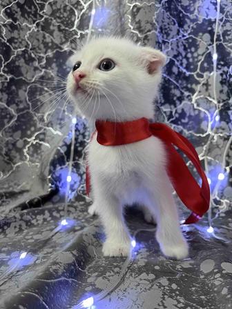 Вислоухий белый котенок с голубыми глазами