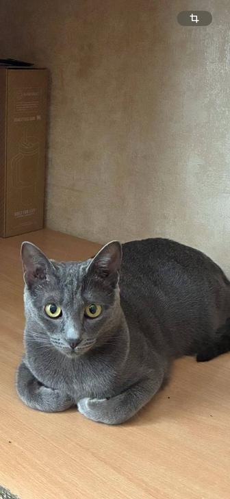 Отдадим кошечку в любящие руки