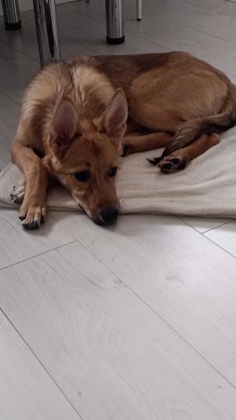 Бесплатно собака .