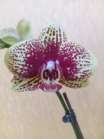 Продам орхидею
