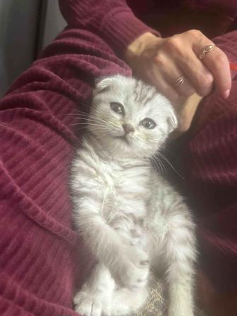 Продам шотландского котенка