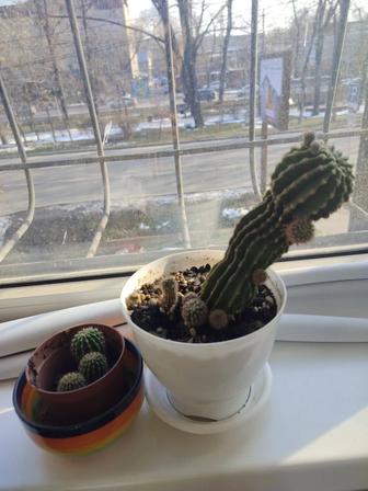 Продам комнатный цветок