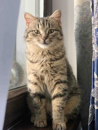 Ласковая кошечка