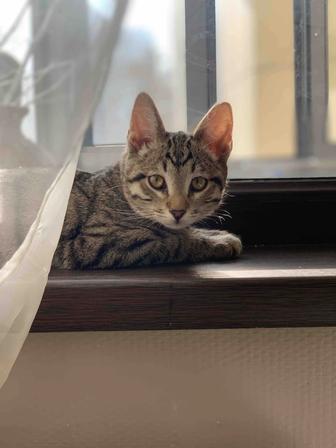 Ласковая кошечка