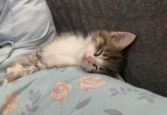 Отдам котенка