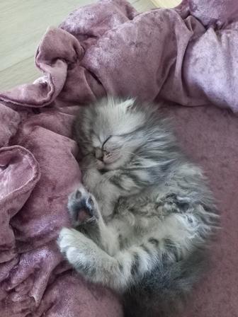 Шотландцы