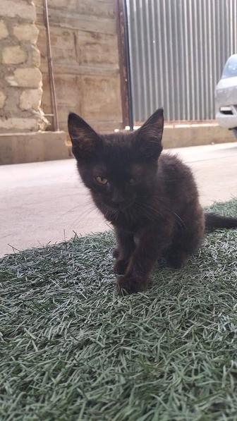 Котенок девочка