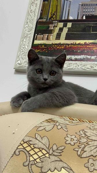 Котенок 4 месяца