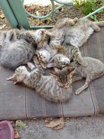 Отдам котенка в добрые руки