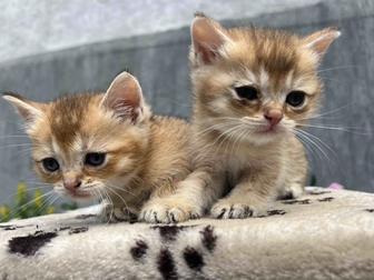 Продам британских котят короткошерстяные мальчики и девочки