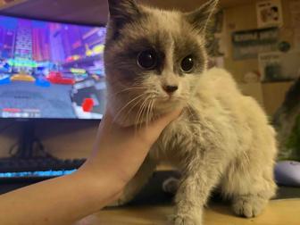 отдам кошечку в хорошие руки