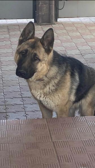 Потерялась собака овчарка
