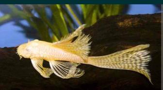 Аквариумные рыбки