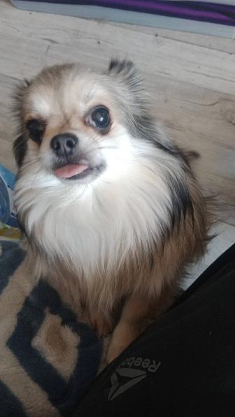 Продам шпица