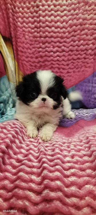 Девочки японского хина.