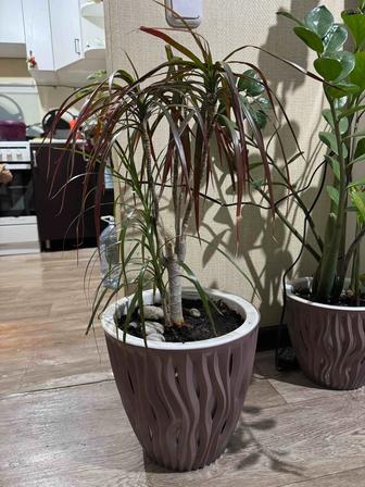 Продам драцену