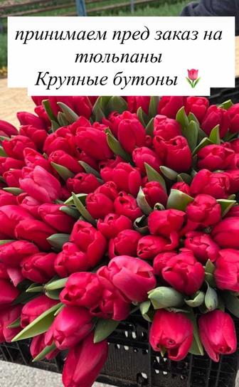 Тюльпаны крупные