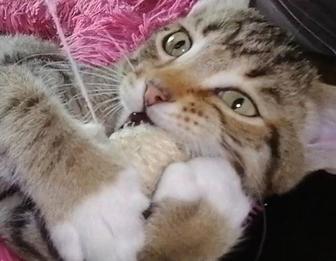 Котенок 3,5 месяца мальчик.