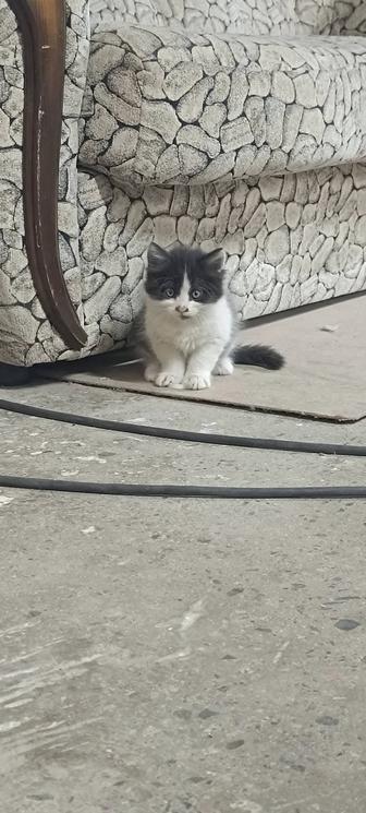 Поменяю котят на корм!