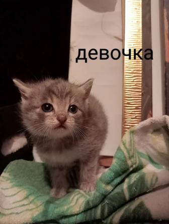 Отдам котят в добрые руки!