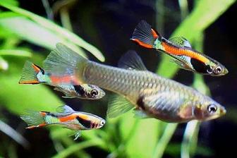 Гуппи эндлера