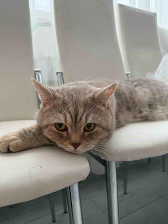 Отдам кота в хорошие руки