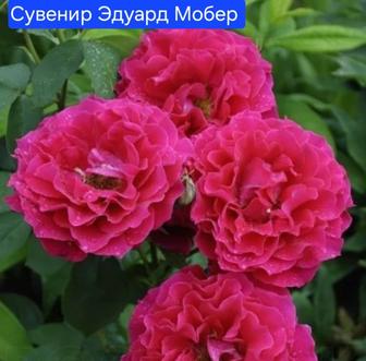 Саженцы сортовых роз