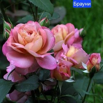 Саженцы сортовых роз
