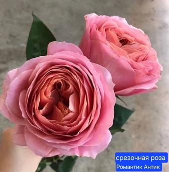 Саженцы сортовых роз ОКС и ЗКС в контейнере