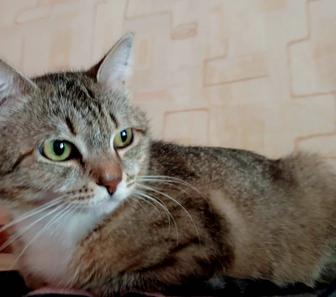 Кошка Стася