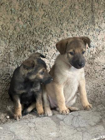 Малыши ищут дом щенки