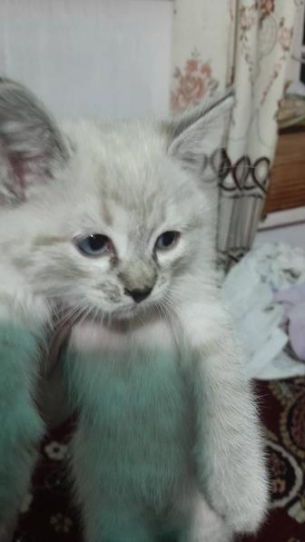Отдам котят в добрые руки безвозмездно