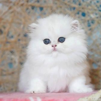 Британские котята