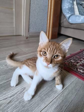 Котята