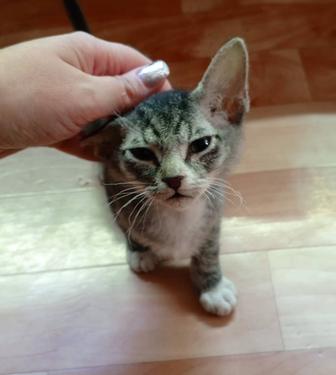 Котенок ищет семью ,Срочна!!!