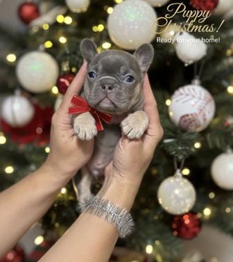 Элитные щенки французского бульдога