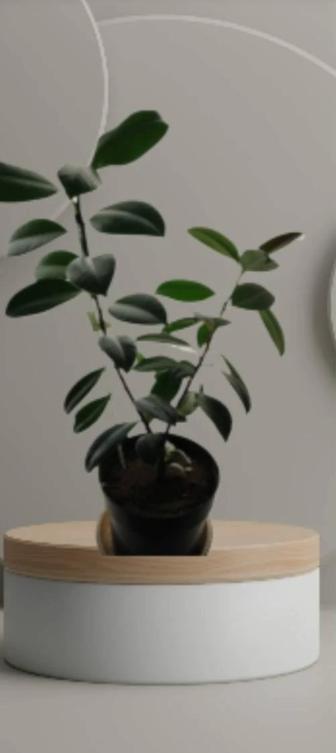 Фикус Милани.