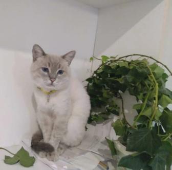 Пропал кот