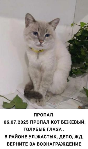 Пропал кот