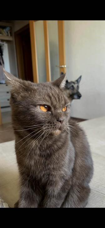 Отдадим кошку британку