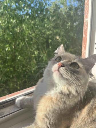кошку