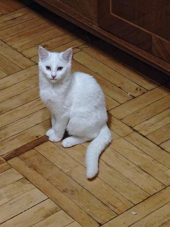 Беляк мальчик и две сестрички в отличные семьи